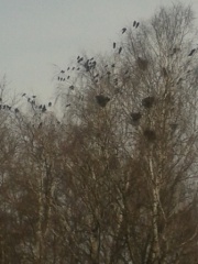 «Грачи прилетели»