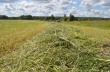 Ярославские аграрии заготовили около 700 тысяч тонн кормов.